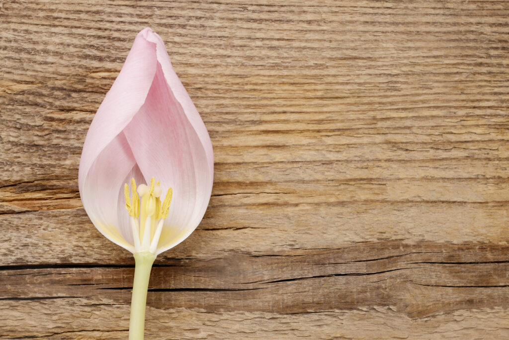 La menopausia: una fase delicada de la vida - Apoteca Natura