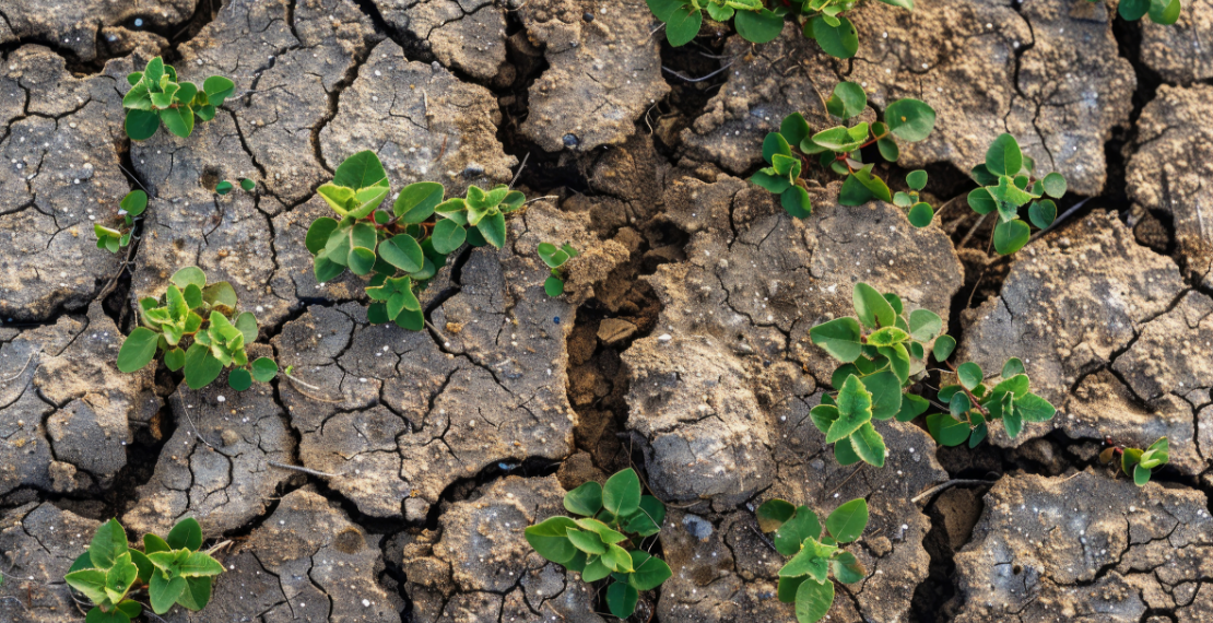 Cómo la contaminación ambiental influye en la salud pública - Apoteca Natura