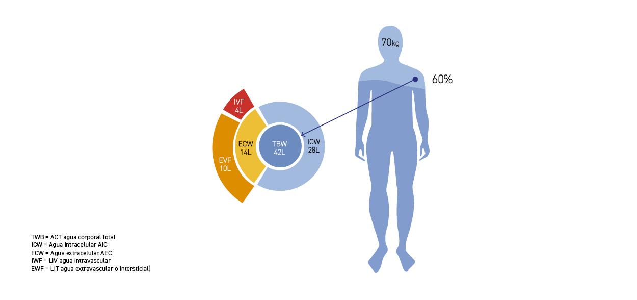 compartimentos de agua corporal - Apoteca Natura