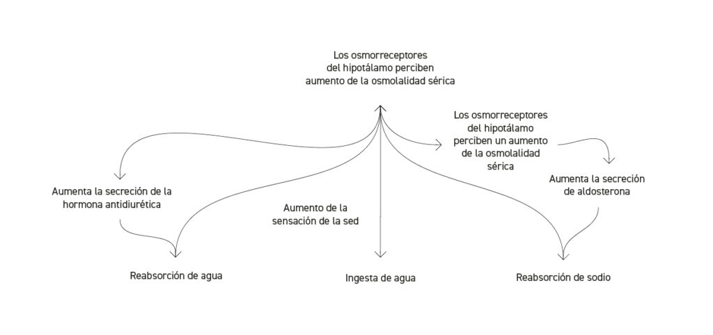 Sistemas de corrección de la osmolalidad sérica - Apoteca Natura